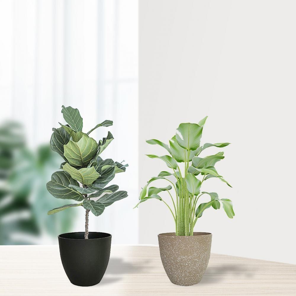 Цветочные горшки с матовым иск – обзор и цена Aloe Vera Pot