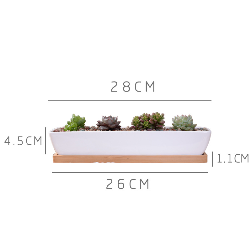 Длинный прямоугольный белый ке – обзор и цена Echeveria Succulent