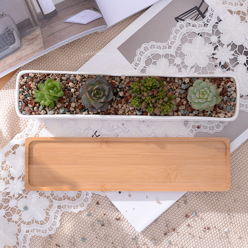 Длинный прямоугольный белый ке – обзор и цена Echeveria Succulent