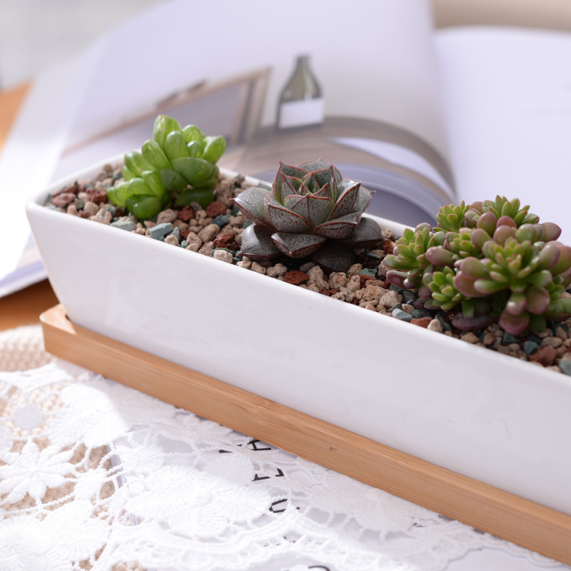 Длинный прямоугольный белый ке – обзор и цена Echeveria Succulent
