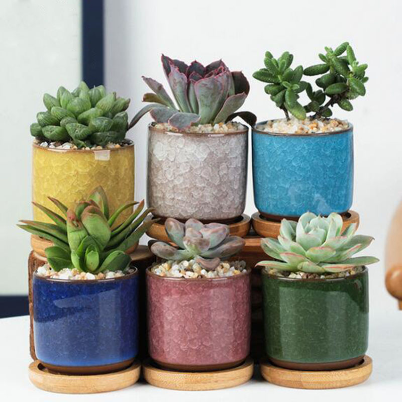 6 шт./компл., керамический цве – обзор и цена Echeveria Succulent