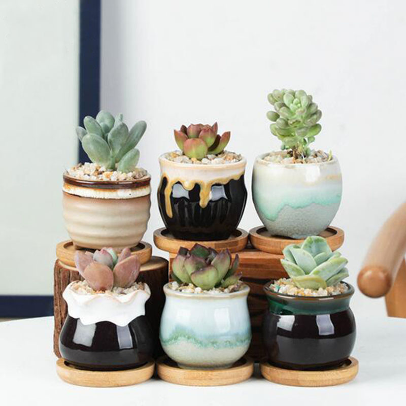 6 шт./компл., керамический цве – обзор и цена Echeveria Succulent